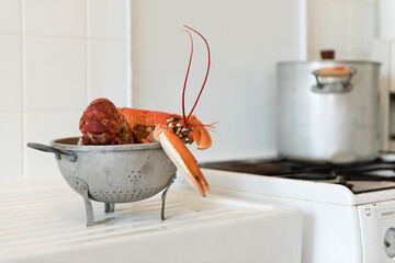 Red lobster in kitchen close to stove.