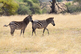 Fototapeta Sawanna - Zebras im Tarangire-Nationalpark in Tansania