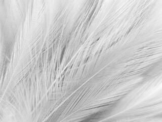 Wall Mural - Beautiful abstract black feathers on white background and soft white feather texture on white pattern, dark theme wallpaper, gray feather background, black banners, dark texture