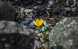 Fototapeta  - Żółty kwiat