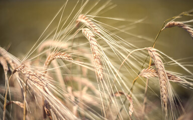 Rye in the field. Close-up. Selective focus. Blurred background.