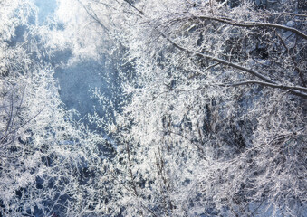 Wall Mural - Winter trees on snow in park.