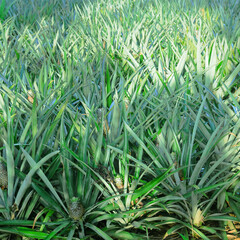 Wall Mural - Pineapple tropical fruit growing in a farm