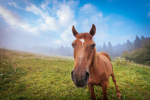 Close-up Portrait Of Brown Horse, Standing On The Summer Mountain Hills Pasture. Beautiful Foggy Morning Scenery.
