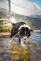 Border collie is playing in water. He is so crazy happy dog on the trip.