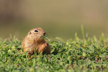 Ground Squirrel Spermophilus Pygmaeus Eats Grass. Gopher