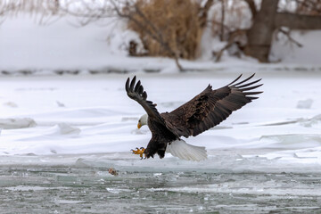 Poster - Bald eagle in flight over a frozen river while hunting for food