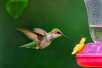 Wall Mural - ruby-throated hummingbird feeding on hummingbird feeder