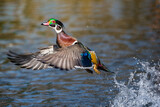 Fototapeta Fototapety z mostem - a male wood duck is taking off from the lake