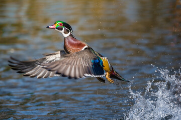 Wall Mural - a male wood duck is taking off from the lake