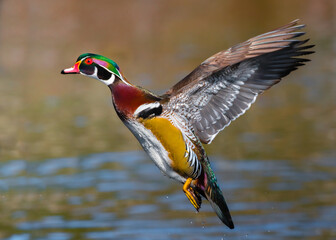 a male wood duck in flight, display its beautiful colors.