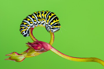 Wall Mural - a swallow butterfly caterpillar  on an O-ring vine with green background