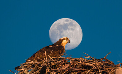 Wall Mural - osprey eagle in the nest with a full moon in the sky