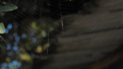 spider on web