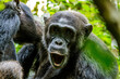 Schimpanse freut sich