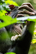 Schimpanse im Wald