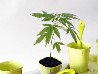 Wall Mural - growing cannabis . medical marijuana plant in pot