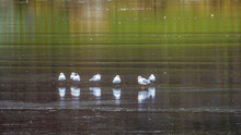 Group Of Seagulls On Green Ice Surface Of Frozen Lake, Reflections On Ice