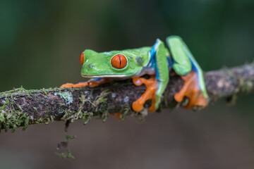 Red-eyed treefrog (agalychnis callidryas) sitting on a branch