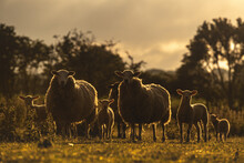 Back-lit Silhouettes Of Sheep And Spring Lambs