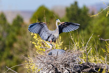 A Great Blue Heron Arrives At Its Scenic Nest Site Carrying A Nesting Stick And Lands Behind Its Partner Who Is Nestled In The Nest.