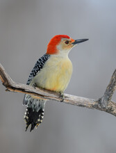 Red-bellied Woodpecker Closeup Portrait In Winter On Gray Background