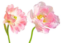 Two Pink White Terry Tulips (Túlipa) On A White Isolated Background Close Up
