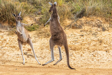 Western Gray Giant Kangaroos Fighting