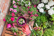 Herbs And Pink Summer Flowers Cultivated On Balcony
