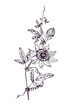 Passiflora incarnata (maypop, true or  purple passionflower, wild apricot, wild passion vine) doodle black ink drawing, woodcut style