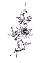 Passiflora Incarnata (maypop, True Or  Purple Passionflower, Wild Apricot, Wild Passion Vine) Doodle Black Ink Drawing, Woodcut Style