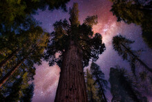 Looking Up At Sequoia Trees And Night Stars