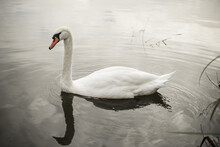 White Swan Swimming In The Lake
