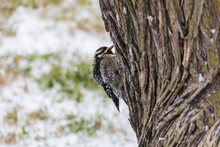 Ladder-backed Woodpecker Sitting On Tree Trunk
