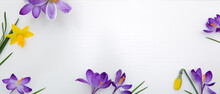 Purple Crocuses And Daffodil Isolated On White Wood Background.