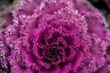 © Javier Bravo/ADDICTIVE STOCK - Closeup of bright flowering kale cabbage with leaves of purple color growing in garden