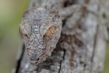 Close-up Of A Madagascar Gecko Perched On A Tree And Camouflaged With The Branches