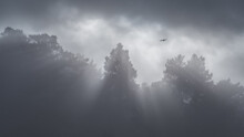 From Below Of Bird Soaring In Cloudy Sky Over Gloomy Woods With Tall Trees On Foggy Day In Sierra De Guadarrama National Park