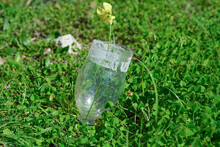 Wild Yellow Flower Grow Up On Discarded Plastic Bottle Garbage,nature Pollution Adaptation