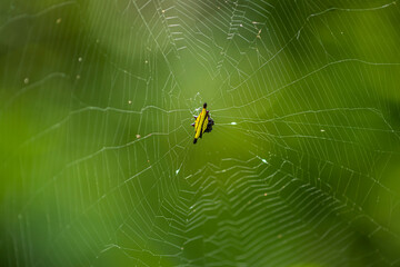 spider on web