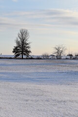 Canvas Print - Snow Covered Field