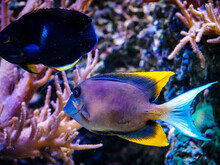 Tropical Purple And Yellow Fish Swimming Through A Reef