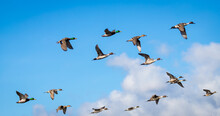 A Flock Of Pintail And Malard Ducks " Anas Acuta " And " Anas Platyrhynchos " Fly Under A Blue Sky In Canada.