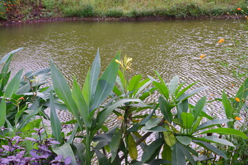 flowers in the lake 2