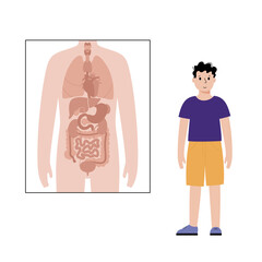 Sticker - Internal organs in male body