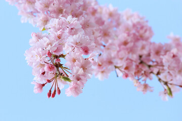 Canvas Print - 桜　ヤエベニシダレ