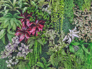 Naklejka na meble Many beautiful artificial green plant decoration on the wall and make it look fresh and beautiful. Decorate the garden with fake plants on the wall of the house for nature background. Selective focus.