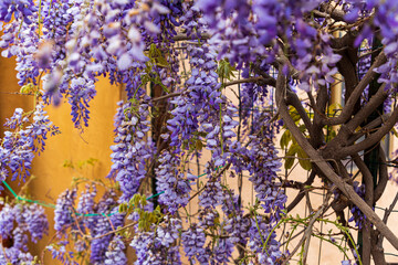 Italy, Sicily, Messina Province, Tripi. Wisteria flowers hanging in the medieval hilltop town of Tripi.