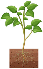 Wall Mural - Showing plant with roots isolated on white background