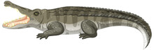 Adult Crocodile Isolated On White Background